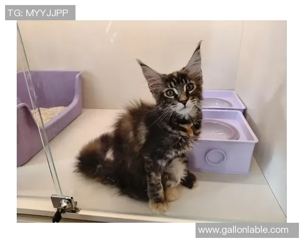 足球明星猫舍的可爱猫咪图片大全欣赏与明星故事分享